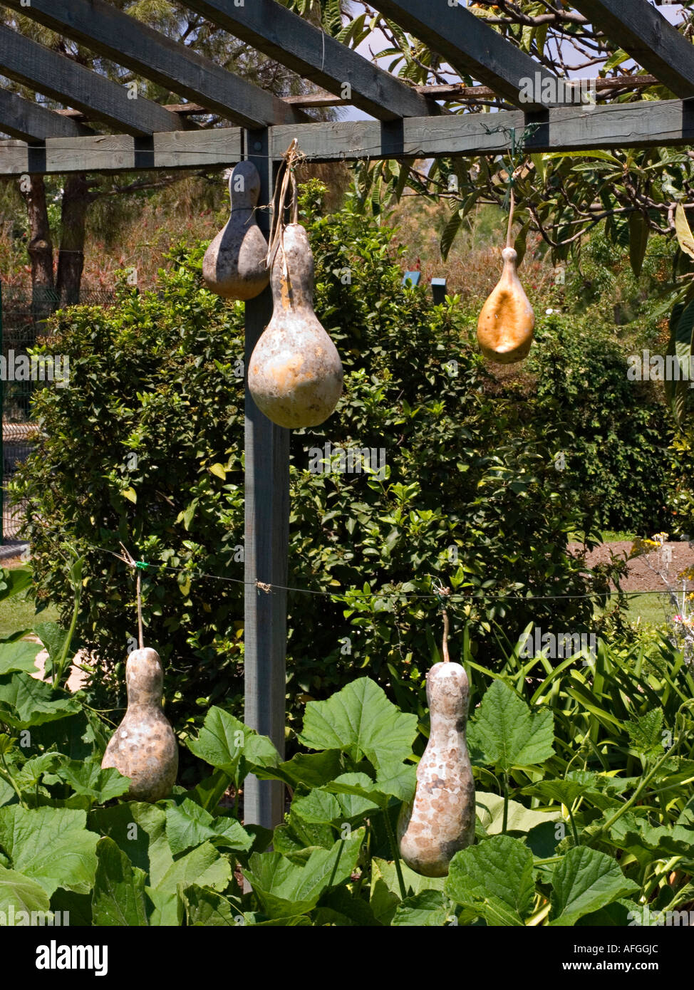 Gourds or squash hanging up to dry in the Parc Phoenix botanical