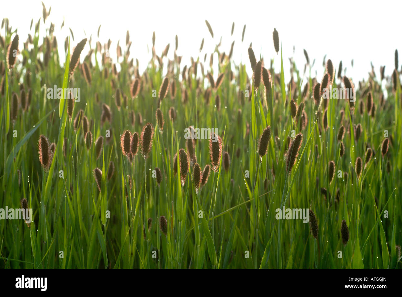 Field of Italian Millet (cage bird seed), Setaria Italica, Indre, France. Stock Photo