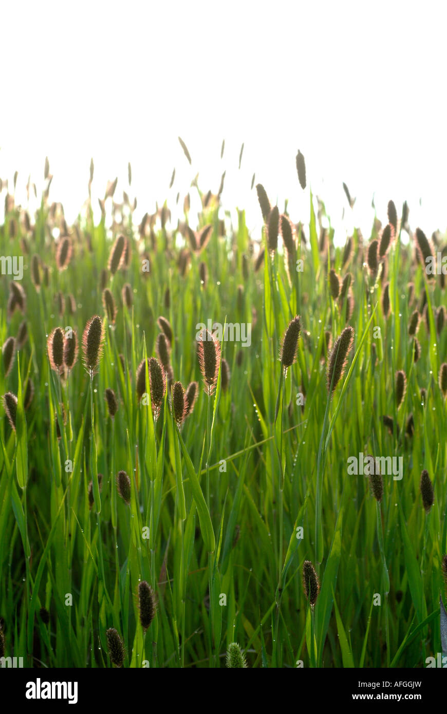 Field of Italian Millet (cage bird seed), Setaria Italica, Indre, France. Stock Photo