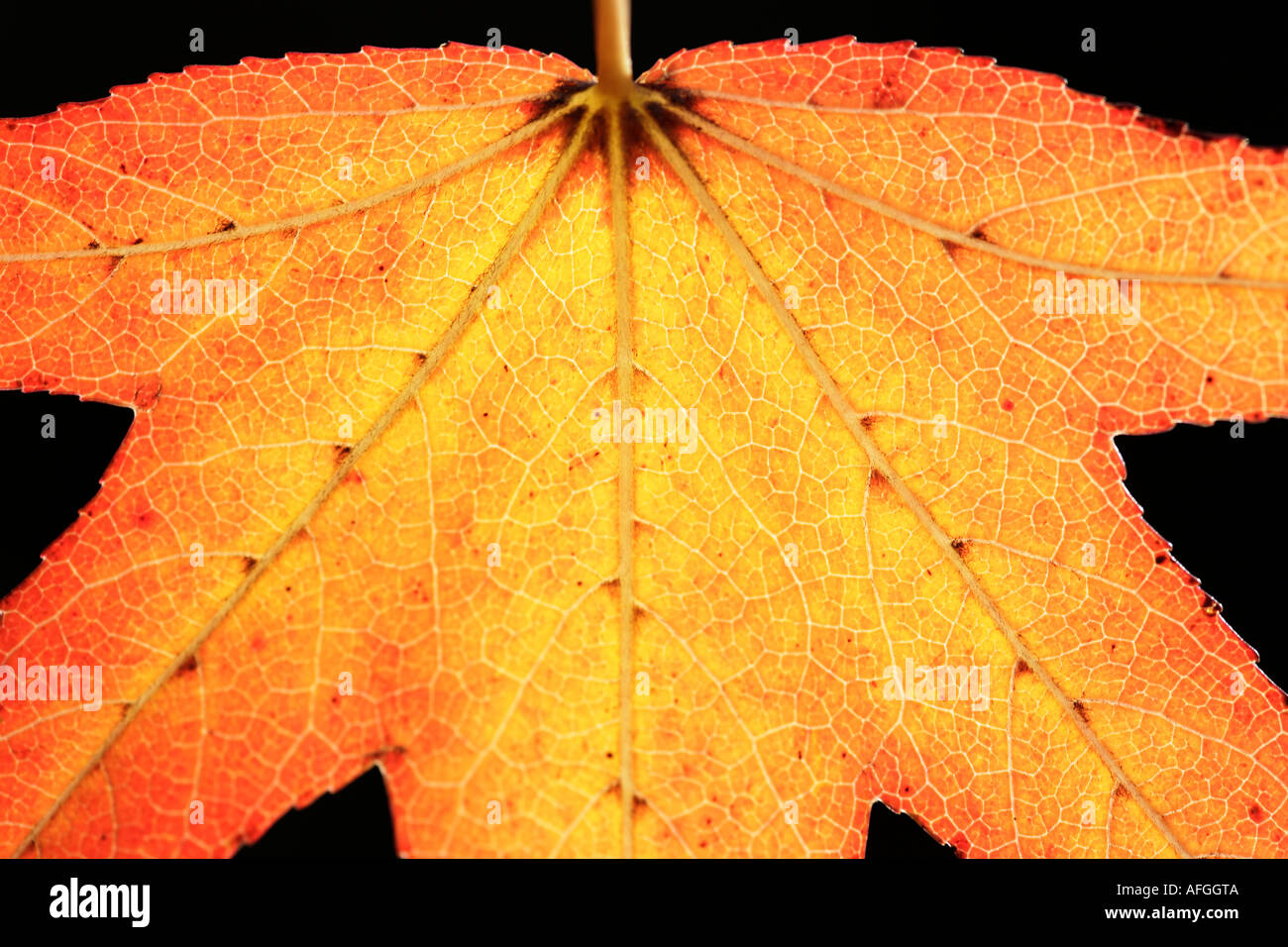 Autumn Japanese maple leaf black background Stock Photo - Alamy