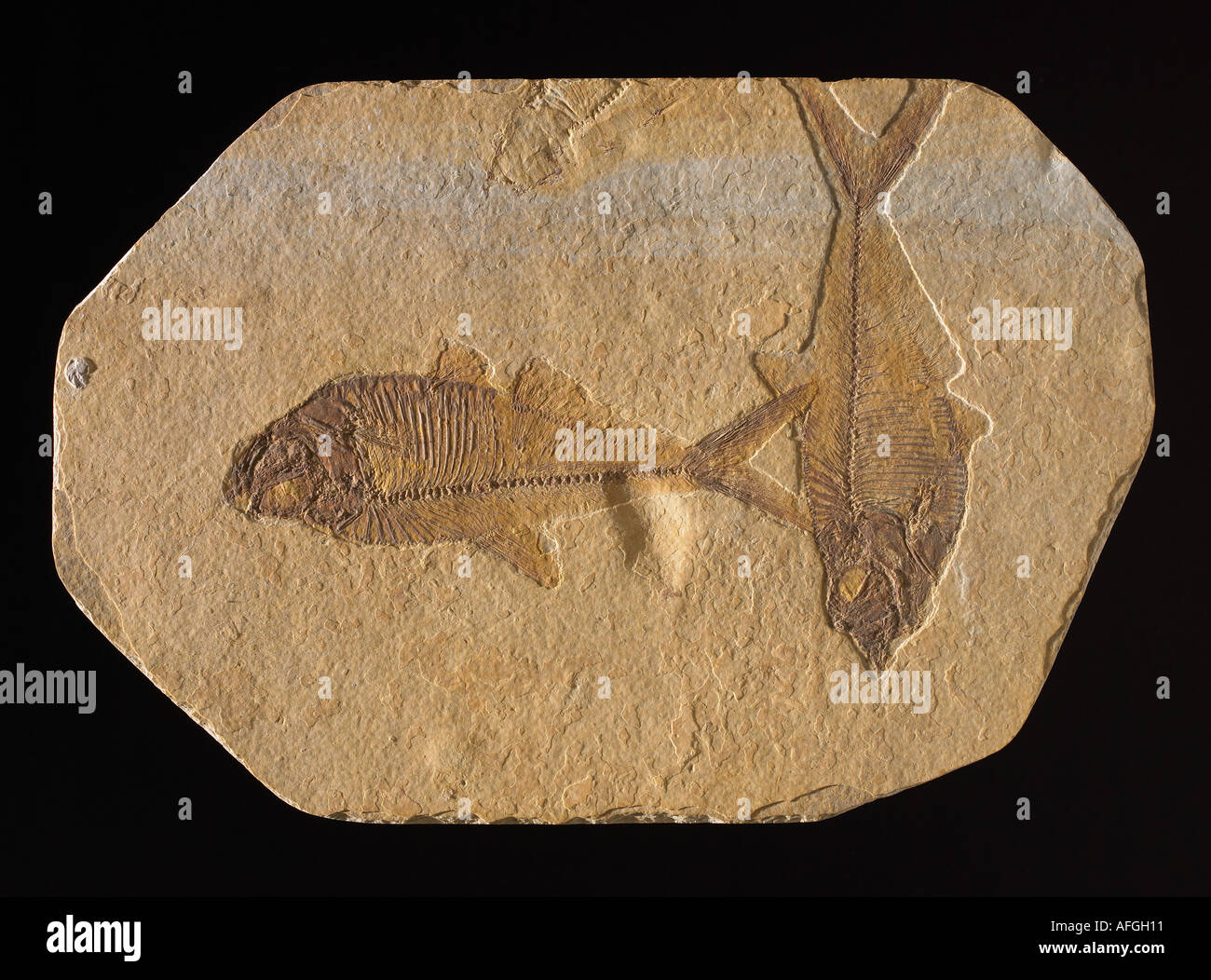 FISH FOSSIL. The evolution of fish goes back almost 530 million years ago. Stock Photo