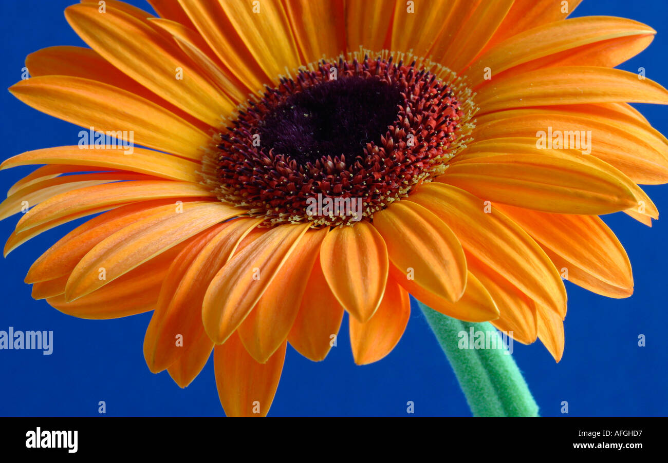 A single bright orange gerbera flower head (Gerbera jamesonii) against a plain blue background Stock Photo