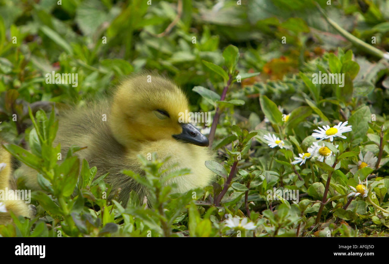 Single cute little Canada Goose Gosling (Branta canadensis) sleeping amongst the daisies Stock Photo