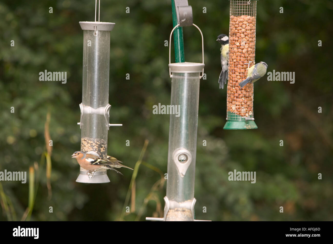 Birds Feeding On Garden Bird Feeders At The Rspb Reserve At