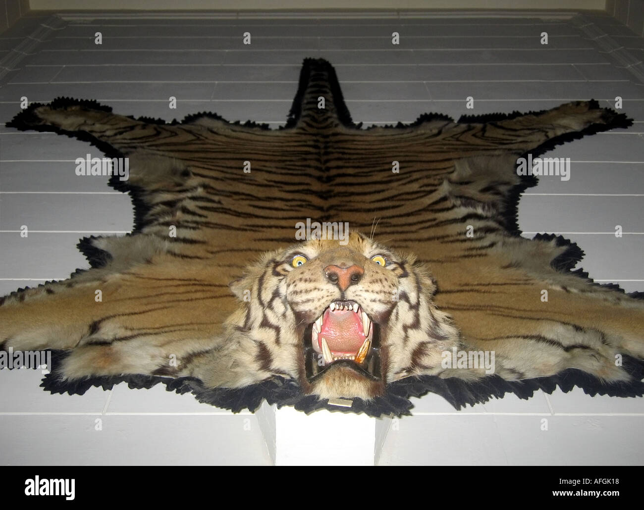 Tiger skin or fur as a trophy of a hunt at the Bikaner Lalgarh Palace in Bikaner in Rajasthan in India Stock Photo
