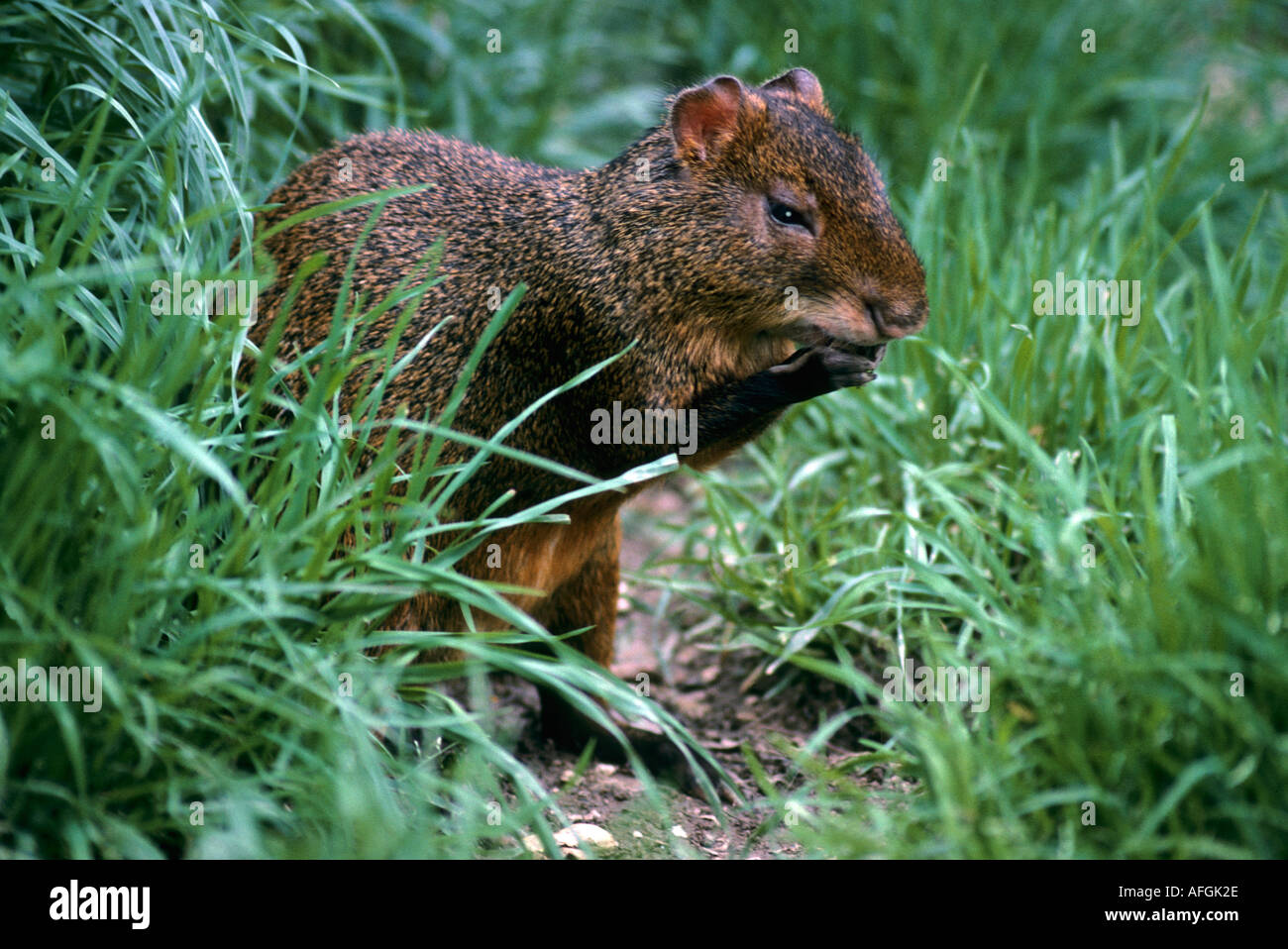 Golden AgoutiDasyprocta agoutiFamily Dasyprocta Stock Photo Alamy