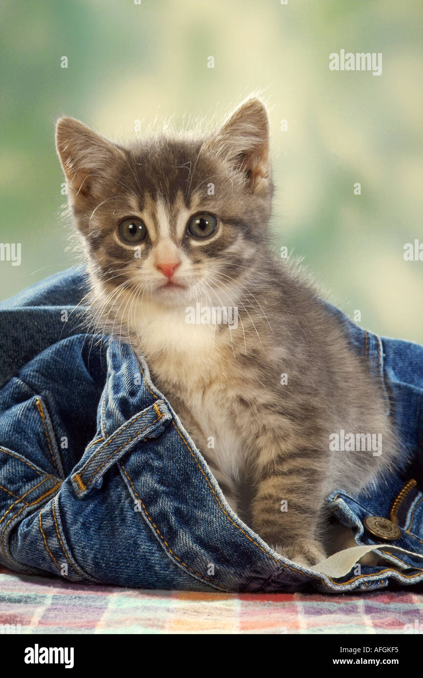 domestic cat - kitten in jeans Stock Photo - Alamy
