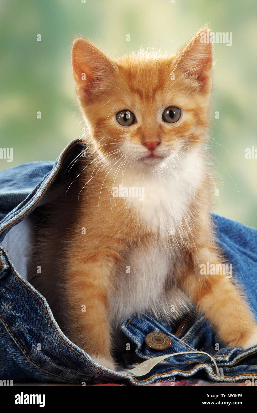domestic cat - kitten in jeans Stock Photo - Alamy