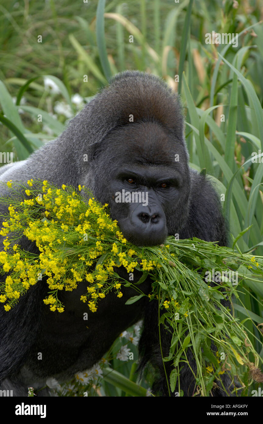 Western Lowland Gorilla Gorilla gorilla gorilla native to Western and ...