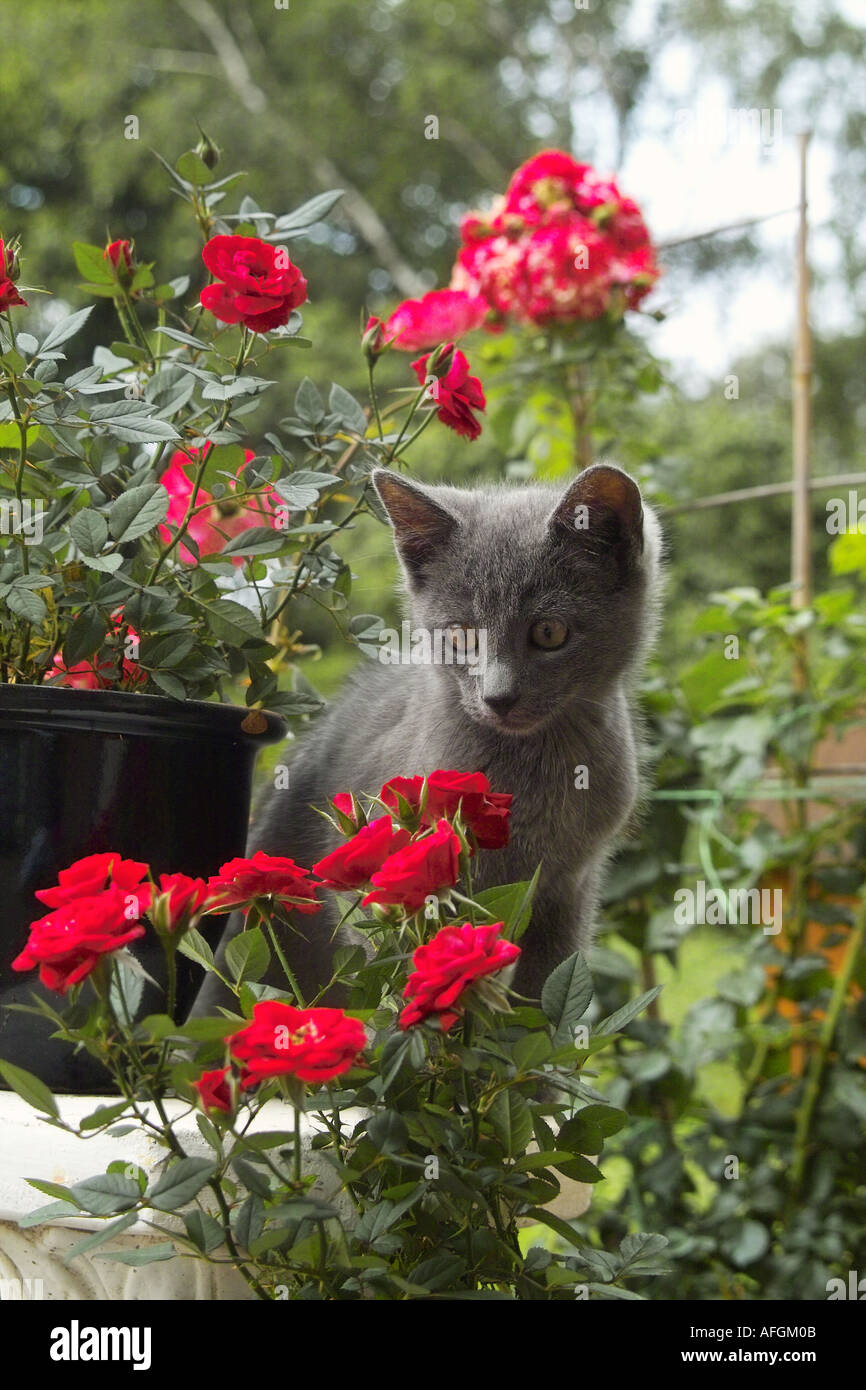 domestic cat - kitten between roses Stock Photo - Alamy