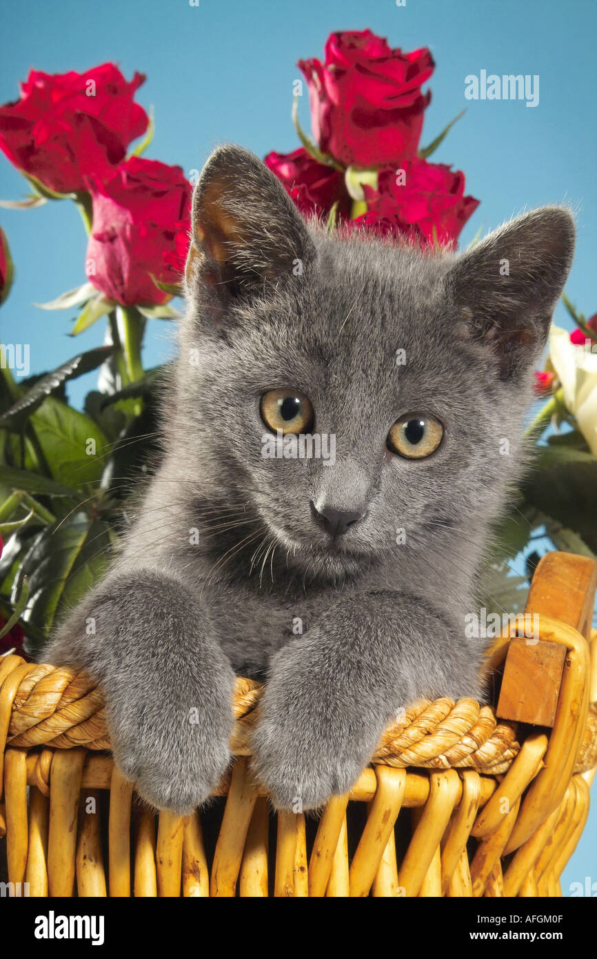 domestic cat - kitten in front of roses Stock Photo - Alamy