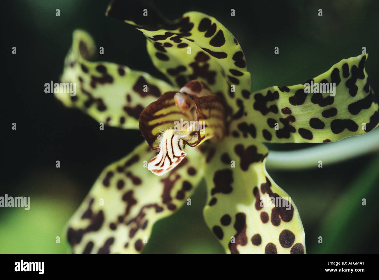 dendrobium orchid Stock Photo