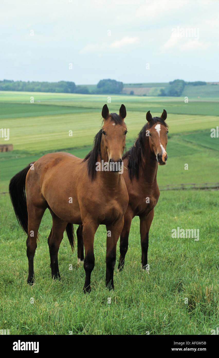two German warmblooded horses standing on meadow Stock Photo Alamy
