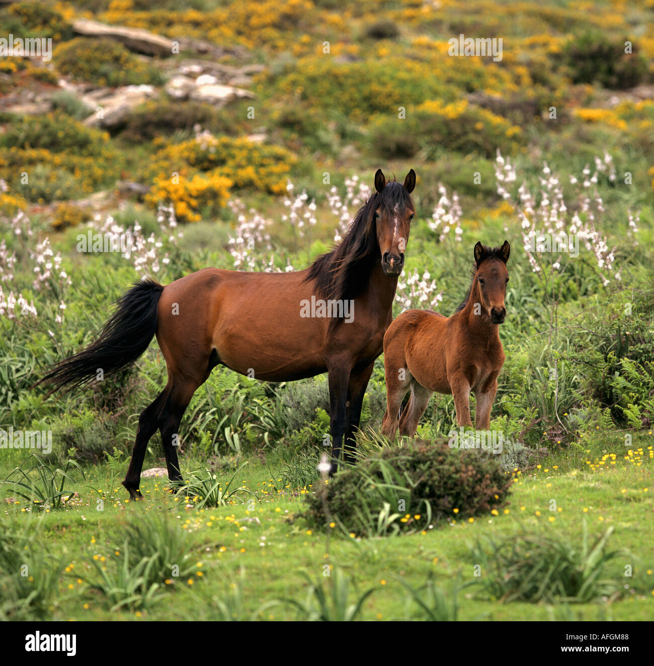 Arabo-Sardo-Horse - mare with foal Stock Photo