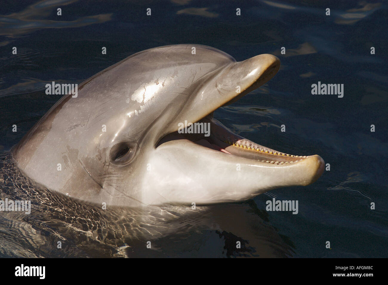 Bottlenosed Dolphin - portrait / Tursiops truncatus Stock Photo