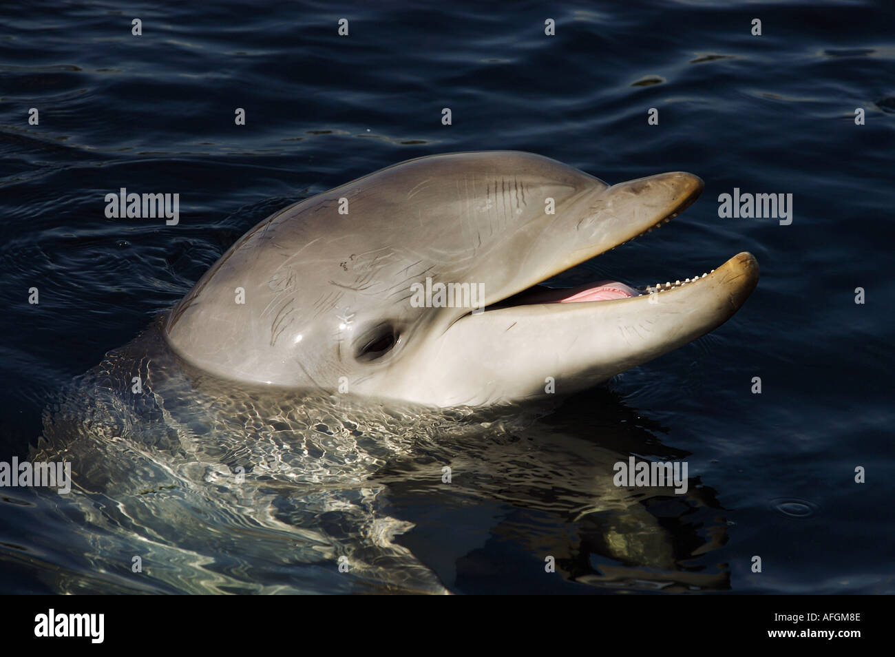 Bottlenosed Dolphin - portrait / Tursiops truncatus Stock Photo