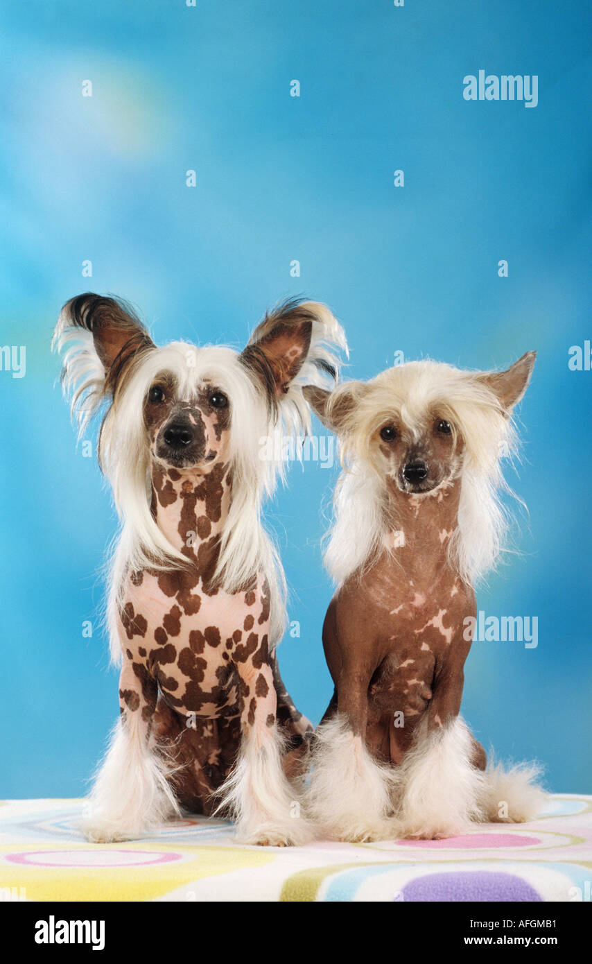 two Chinese crested dogs - sitting Stock Photo