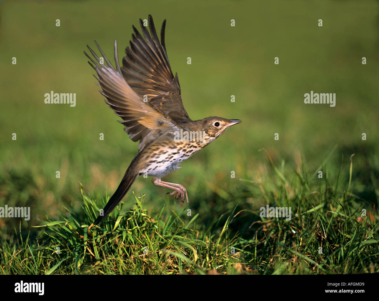 Song Thrush (Turdus philomelos), adult in flight Stock Photo
