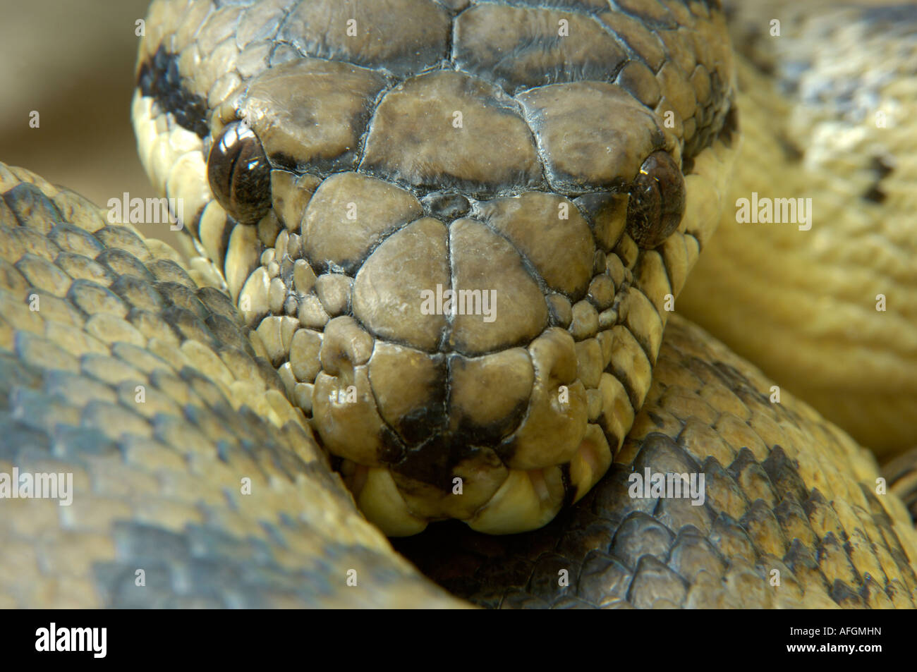 New Guinea Amethystine Python Morelia amethystina captive Bristol Zoo Stock Photo