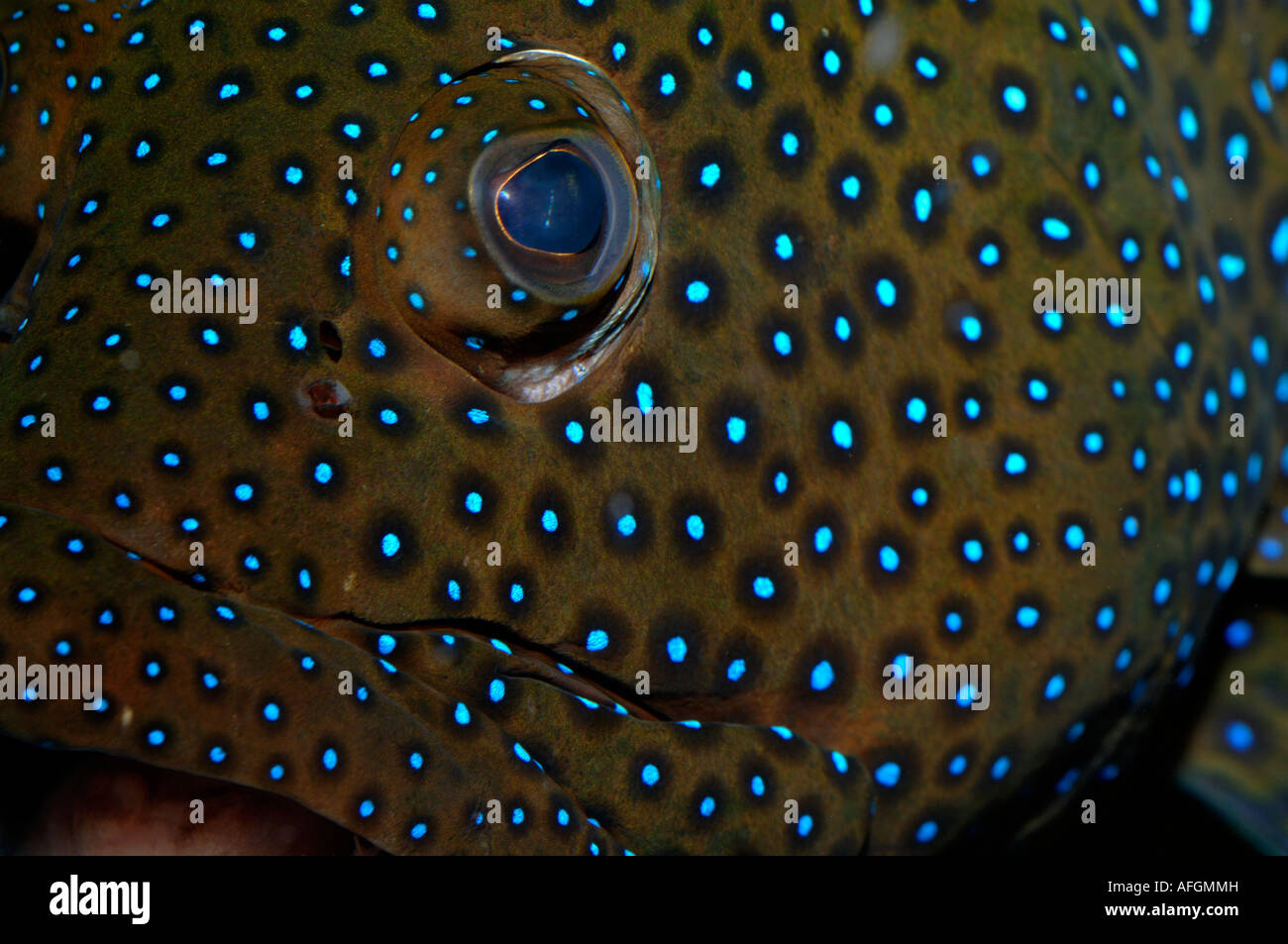 Blue Spotted Grouper Cephalopholis argus Stock Photo