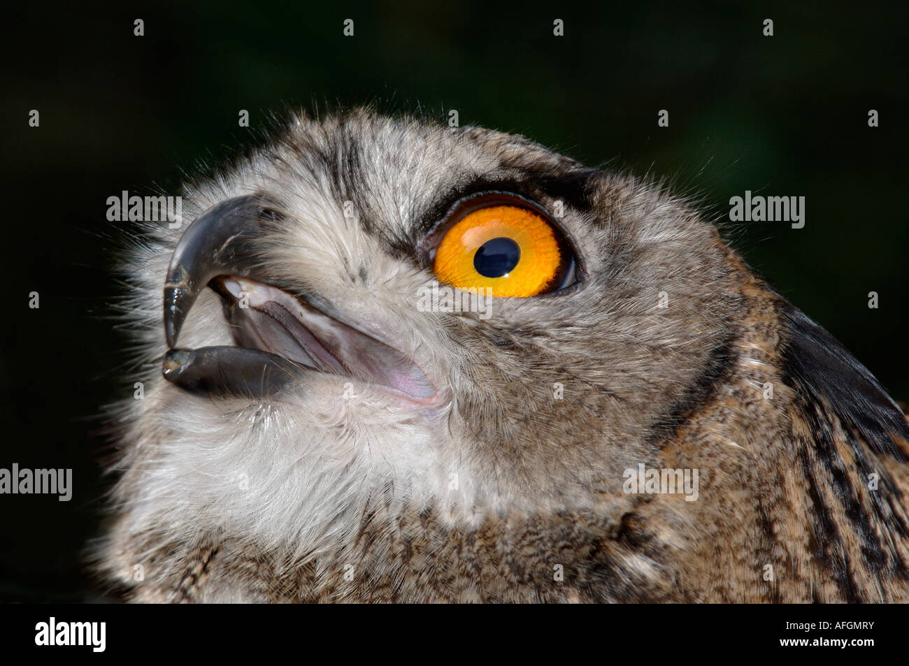 European Eagle Owl Bubo bubo captive Bristol Zoo Stock Photo