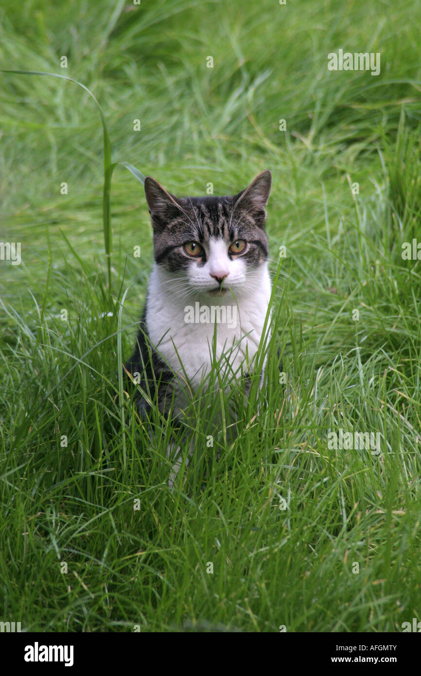 Cat standing by the grass Stock Photo - Alamy