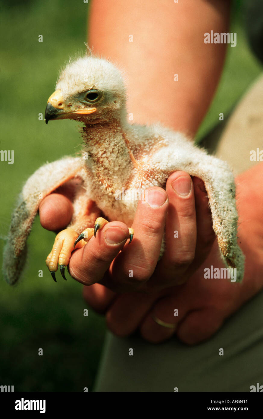 young golden eagle on hand / Aquila chrysaetos Stock Photo Alamy