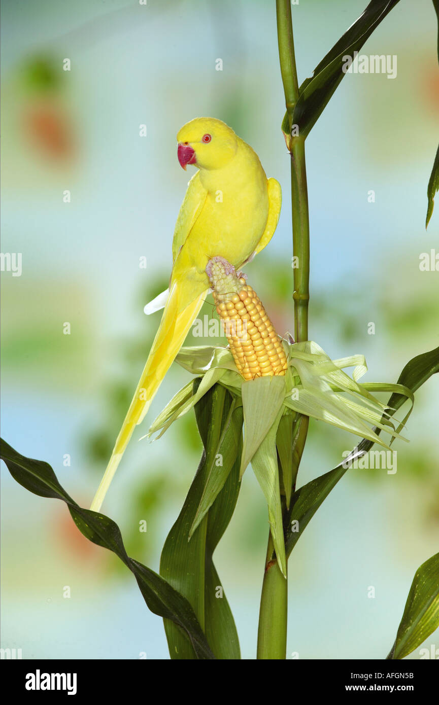 Ring-necked Parakeet on corn cob / Psittacula krameri Stock Photo