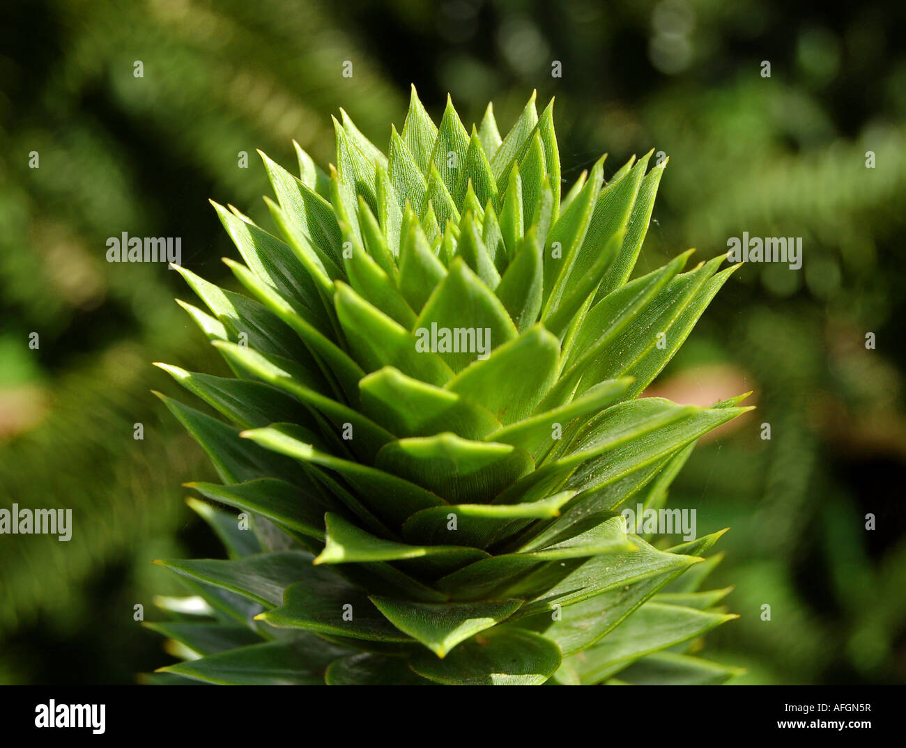 20 MONKEY PUZZLE TREE FRESH SEEDS