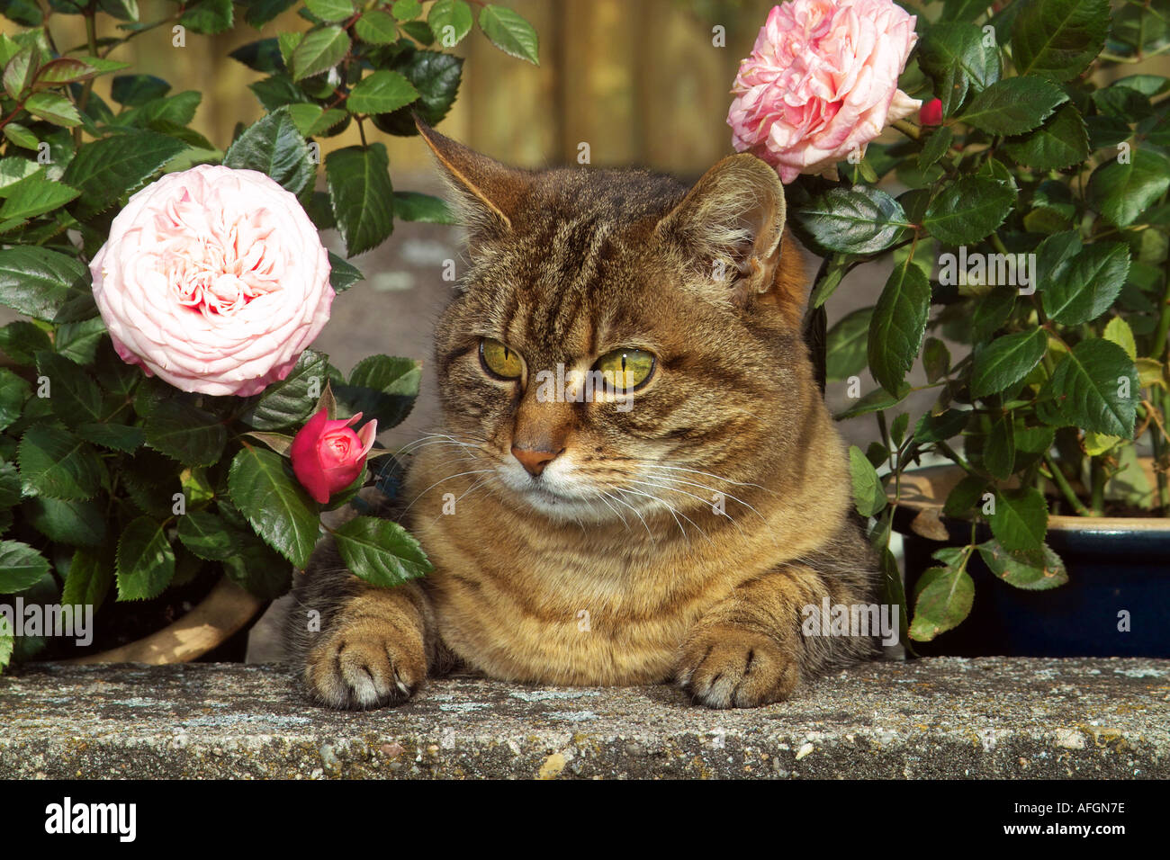 Rosa pads hi-res stock photography and images - Alamy