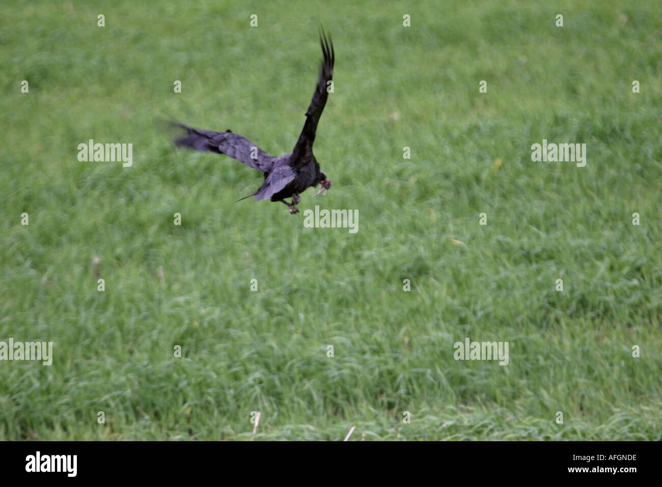 Ri Raven Common Raven in flight in scenic Saskatchewan Canada Stock Photo - Alamy