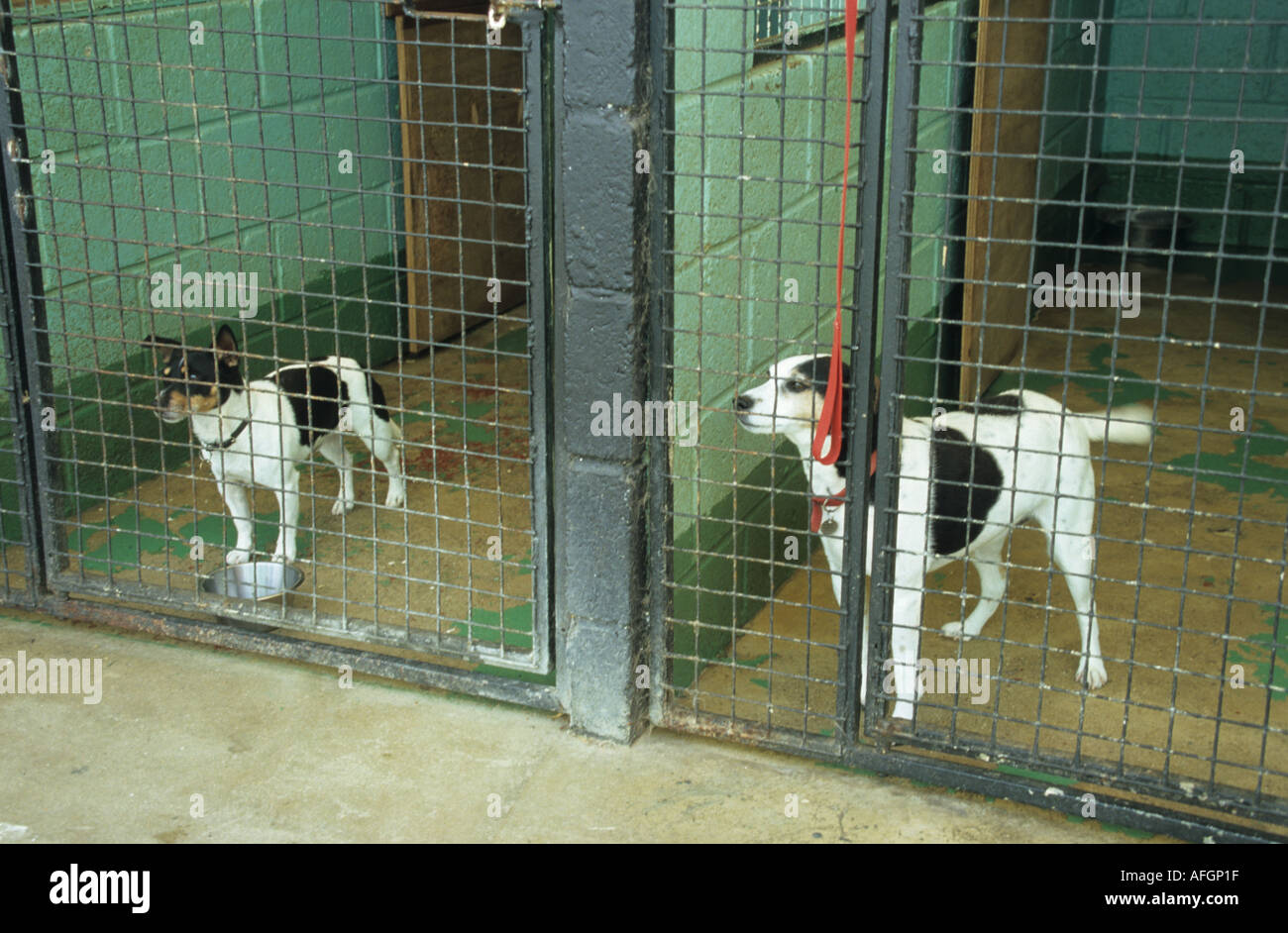 dog in boarding kennels could be a 