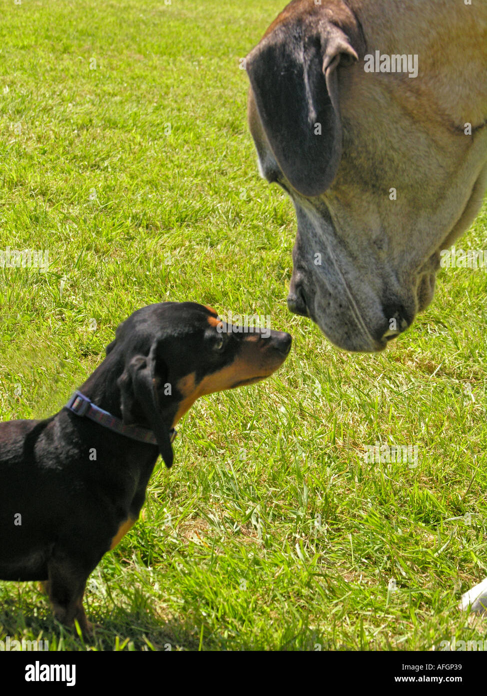 'how do you do' -  young dachsund and great dane eye each other up Stock Photo
