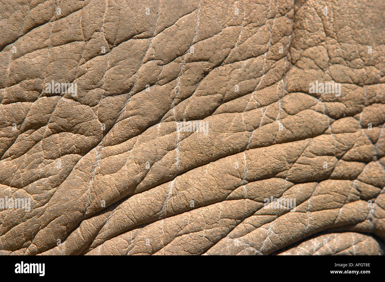 Rhino skin texture hi-res stock photography and images - Alamy