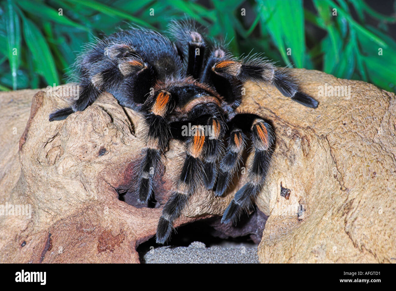 SPIDER. Mexican Redknee tarantula Brachypelma smithi Stock Photo