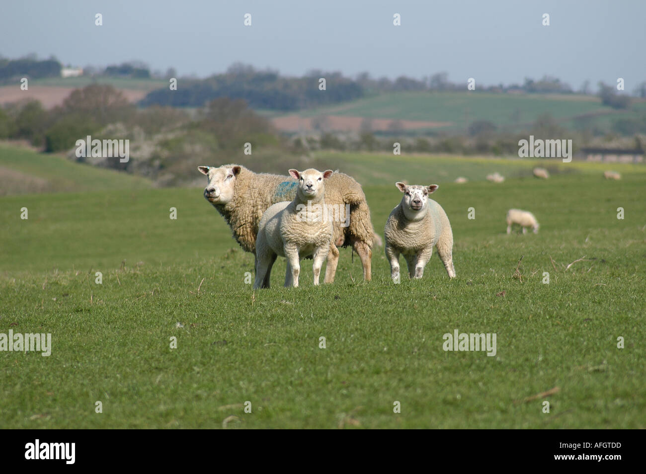 GRAZING SHEEP IN MEADOW Stock Photo