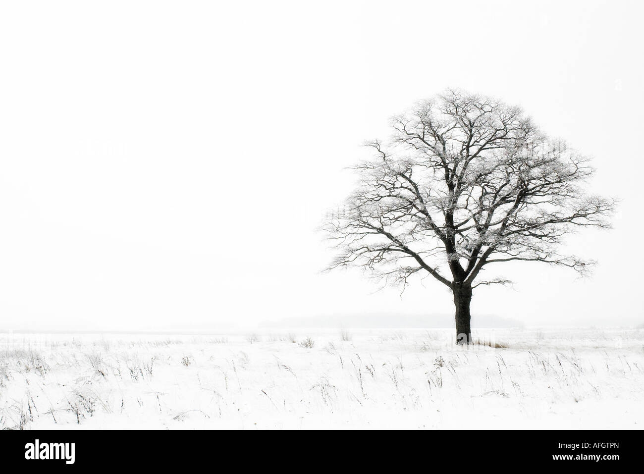 lonely oak tree in a winter field Stock Photo - Alamy