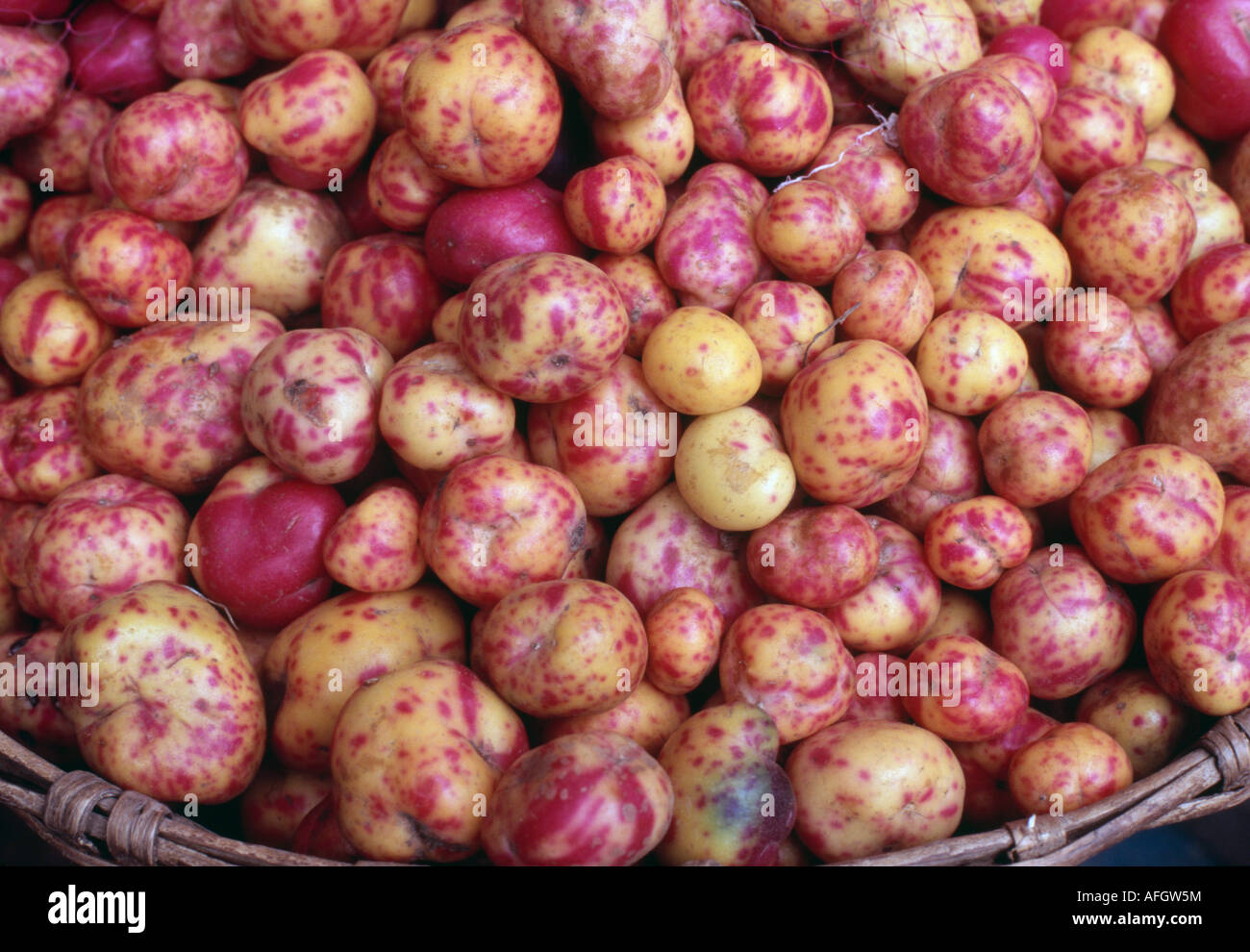 Andean potatoes - Sucre, Chuquisaca, BOLIVIA Stock Photo