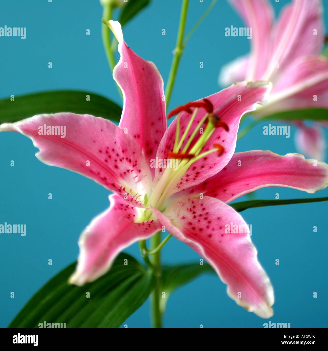 Stargazer lilies hi-res stock photography and images - Alamy