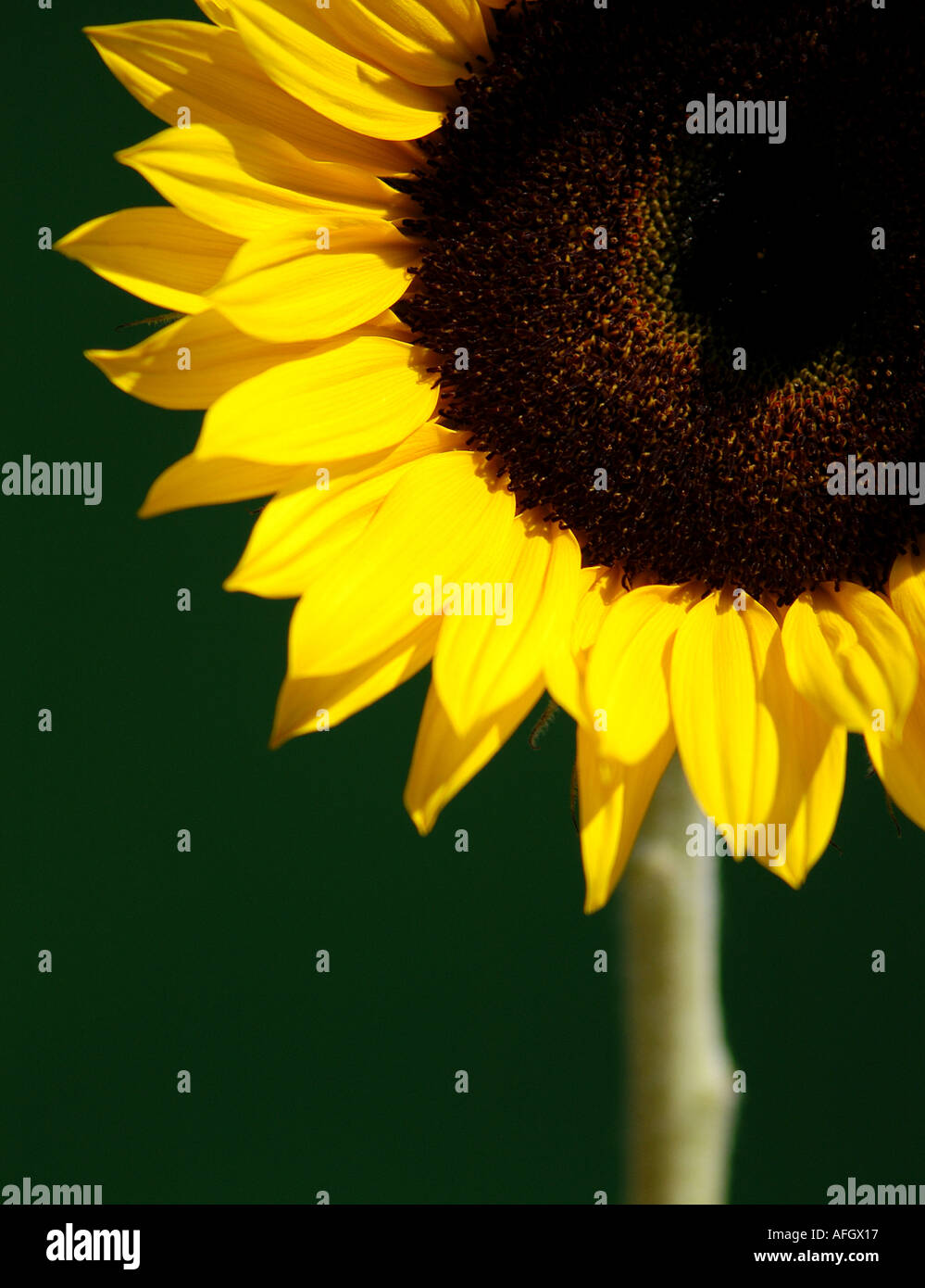 Sunflower picture by Patrick Steel www patricksteel co uk Stock Photo