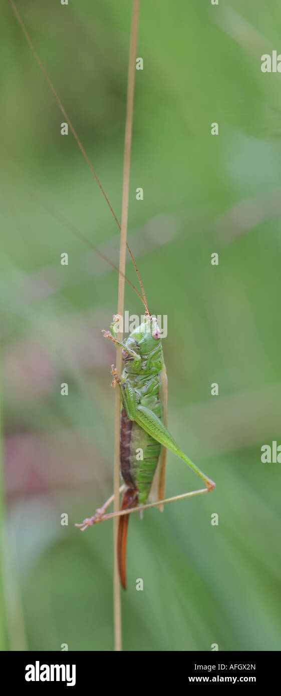 Conehead Grasshopper Stock Photo