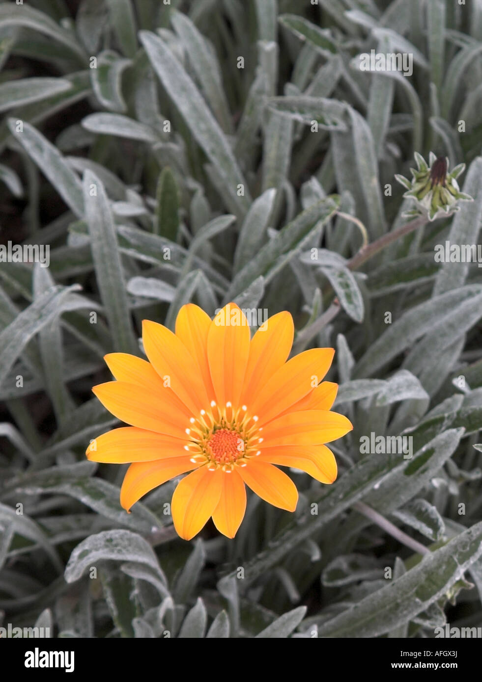 Orange Gazania flower and monochromed foliage Stock Photo