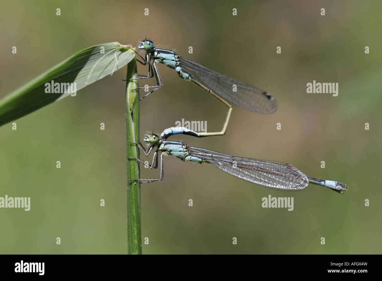Blue tailed Damselfly paired male and female on a reed stem Stock Photo ...