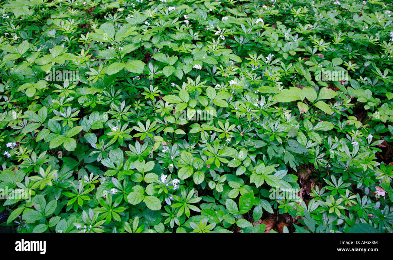 Woodruff Galium odoratum covering a woodland floor Stock Photo