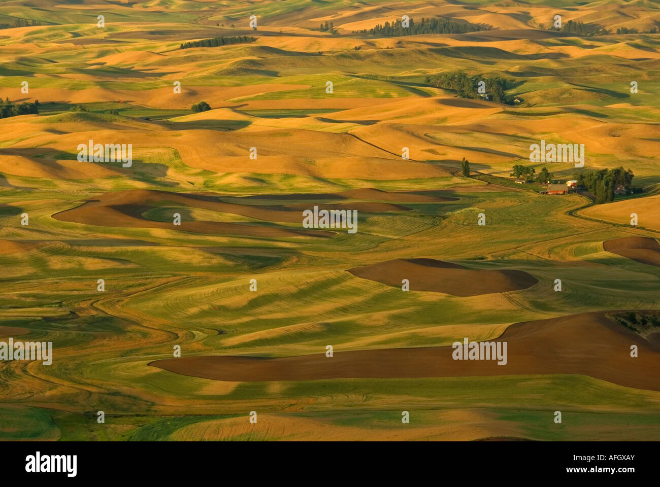 Palouse Wheat Field wheatfilds Eastern Washington State Stock Photo Alamy