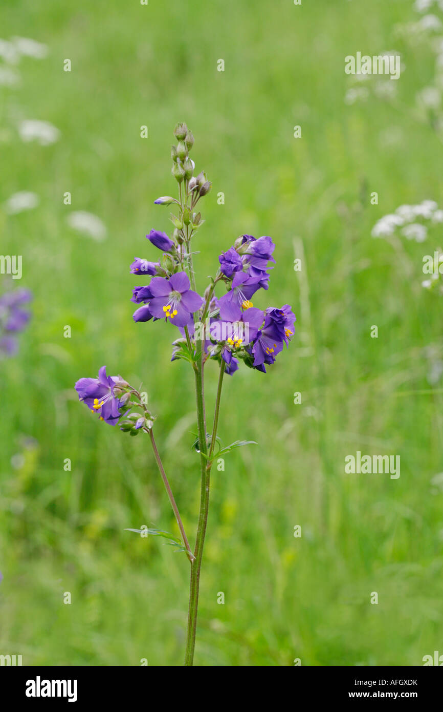 Jacob's Ladder Polymonium caeruleum at Lathkill Dale in the Derbyshire Peak District Stock Photo