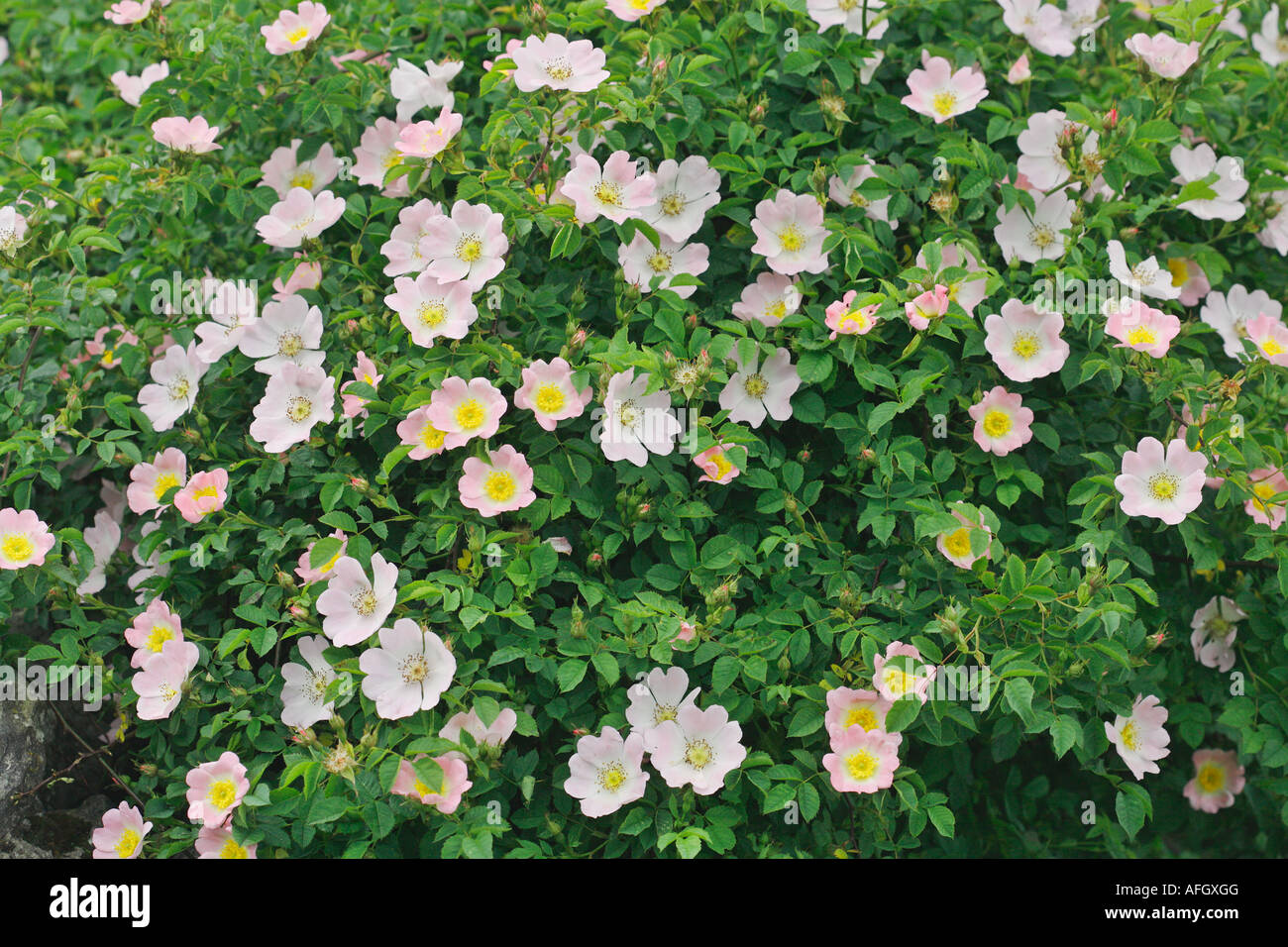 Dog rose rosa canina hi-res stock photography and images - Alamy