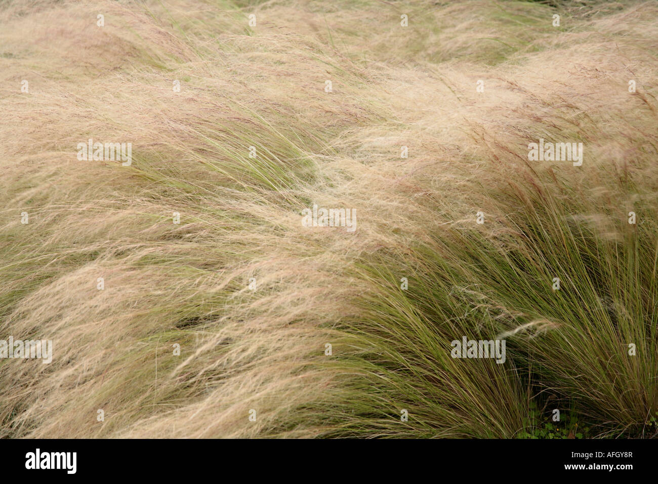 Pheasant Grass (Stipa tenuifolia) swaying in the breeze - late summer. UK Stock Photo