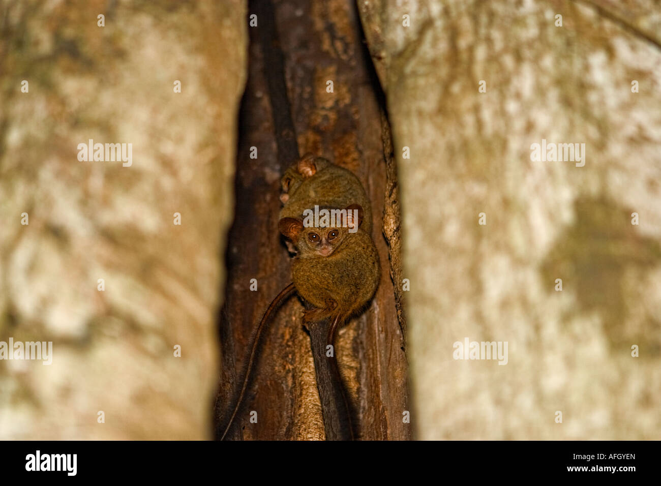 Spectral Tarsier (Tarsius spectrum), Tangkoko National Park, Sulawesi (Celebes), Indonesia, Asia Stock Photo