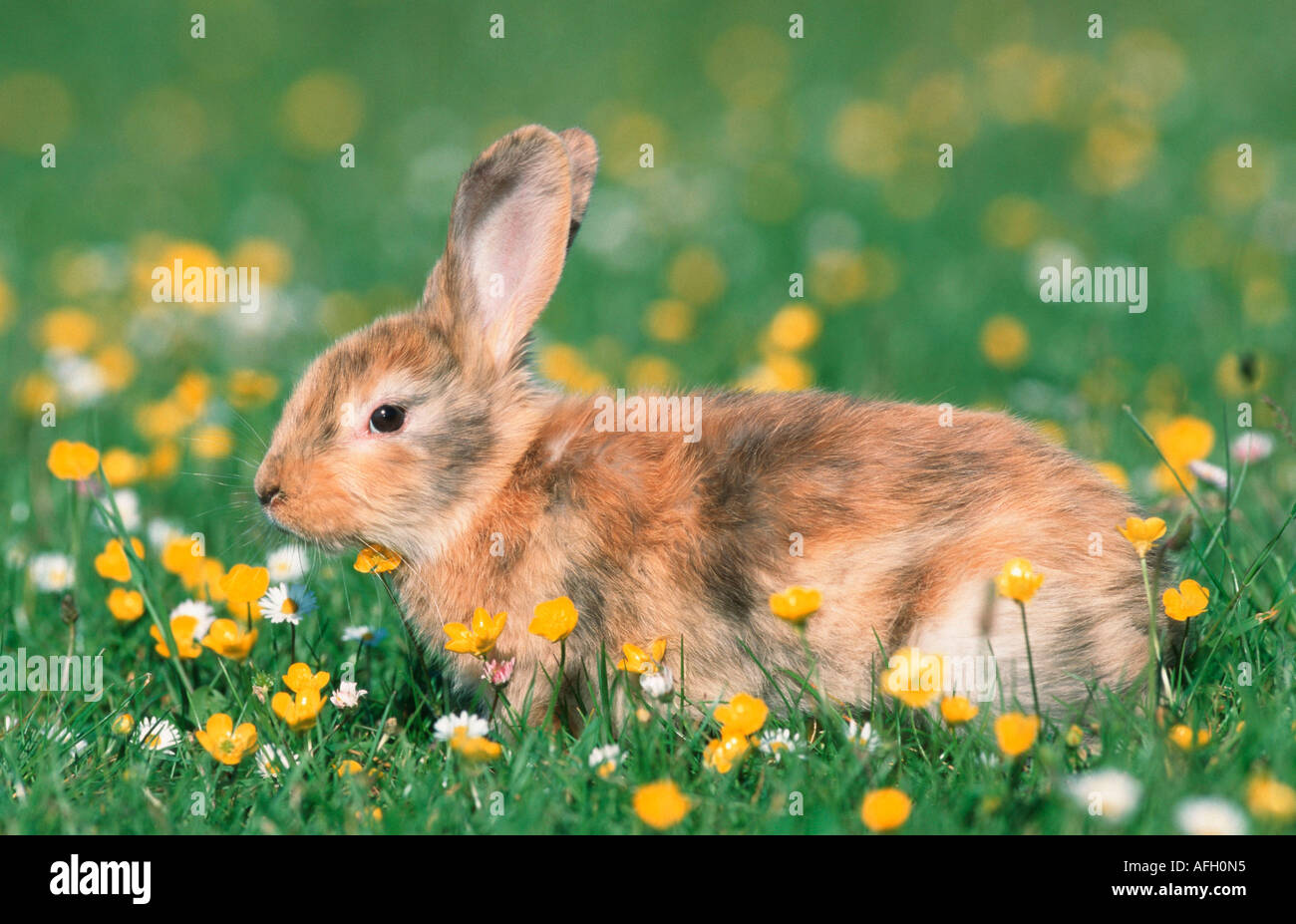 Young rabbit standing hi-res stock photography and images - Alamy